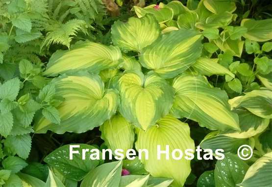 Hosta Gold Center FH Collection 2024